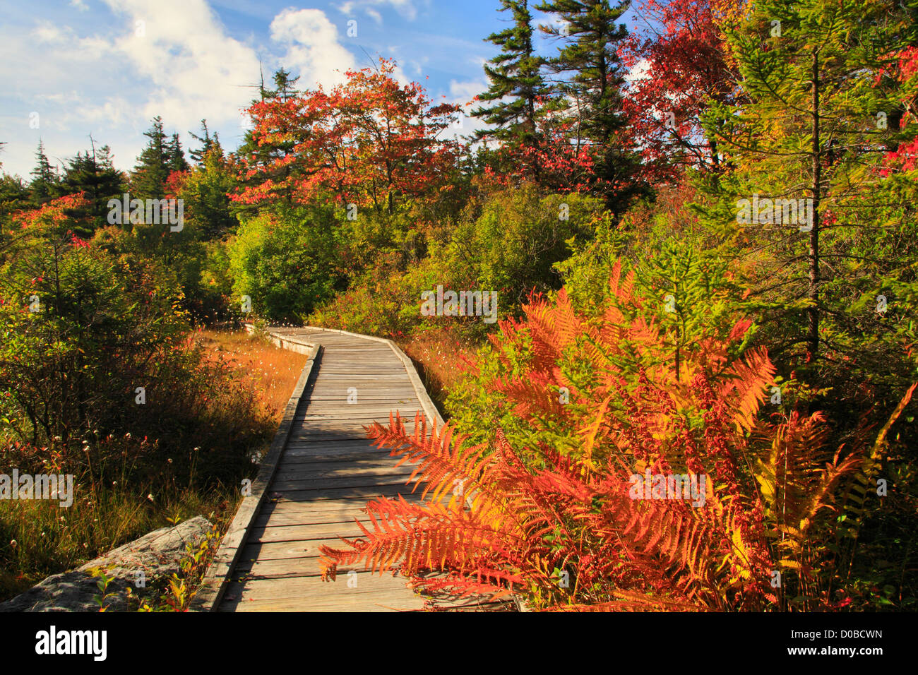 South Prong Trail, Flat Rock and Roaring Plains, Dolly Sods, Dry Creek, West Virginia, USA Stock Photo