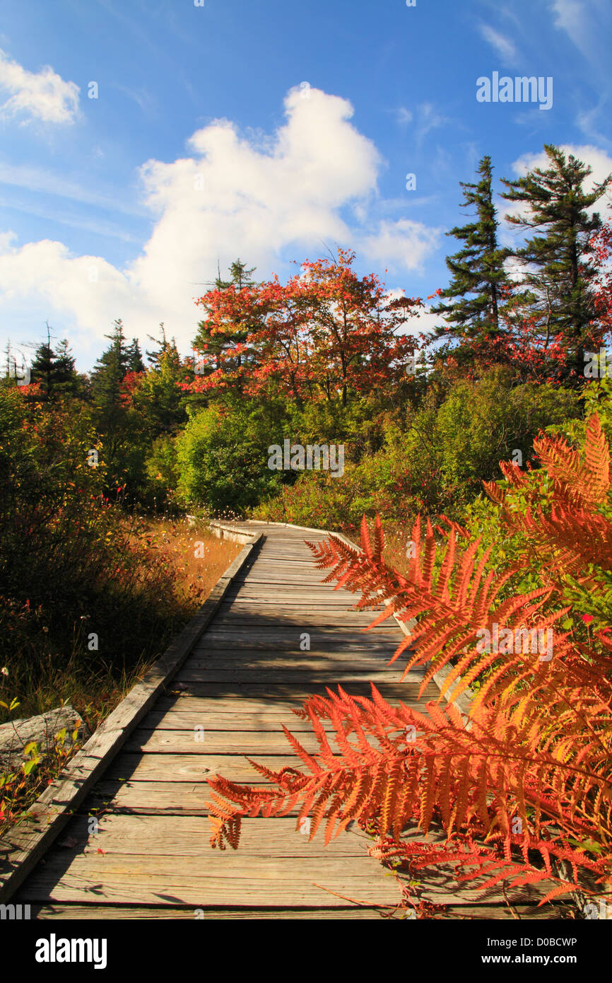 South Prong Trail, Flat Rock and Roaring Plains, Dolly Sods, Dry Creek, West Virginia, USA Stock Photo