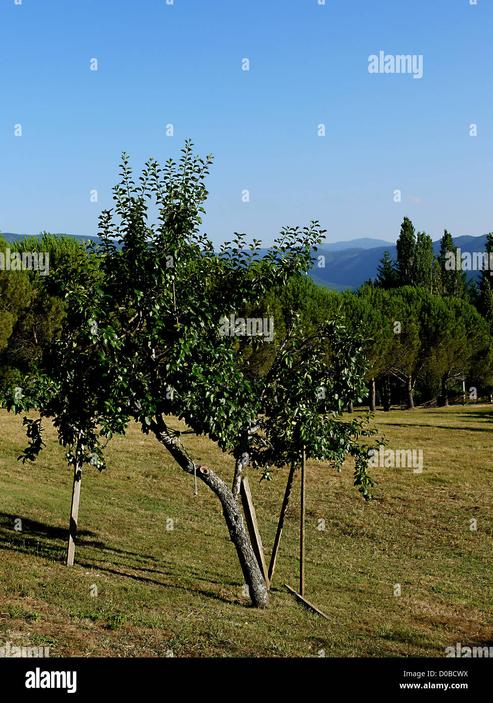 Old Olive tree propped up with stakes in the Tuscan Hills of Italy Stock Photo