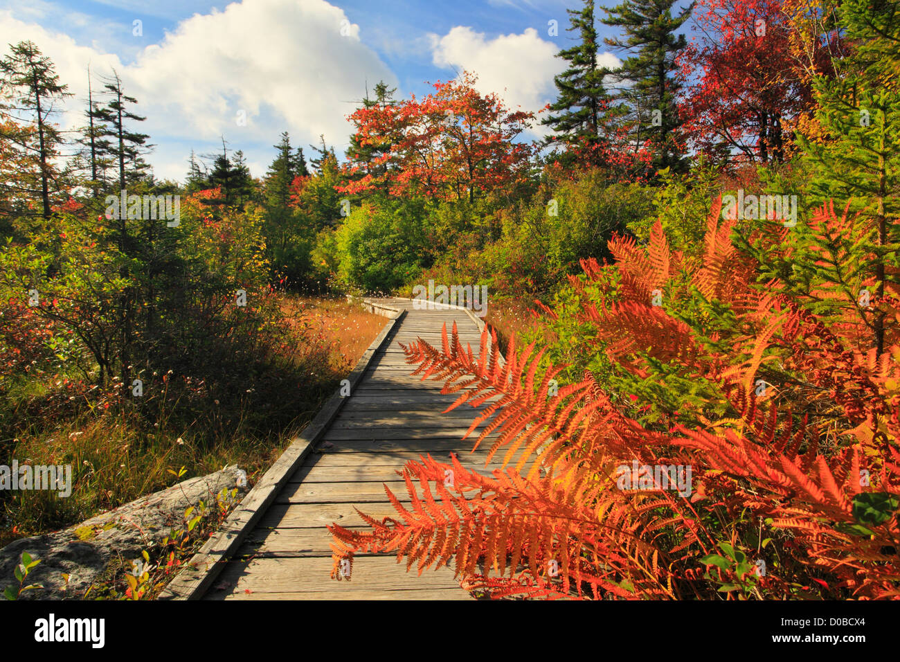 South Prong Trail, Flat Rock and Roaring Plains, Dolly Sods, Dry Creek, West Virginia, USA Stock Photo