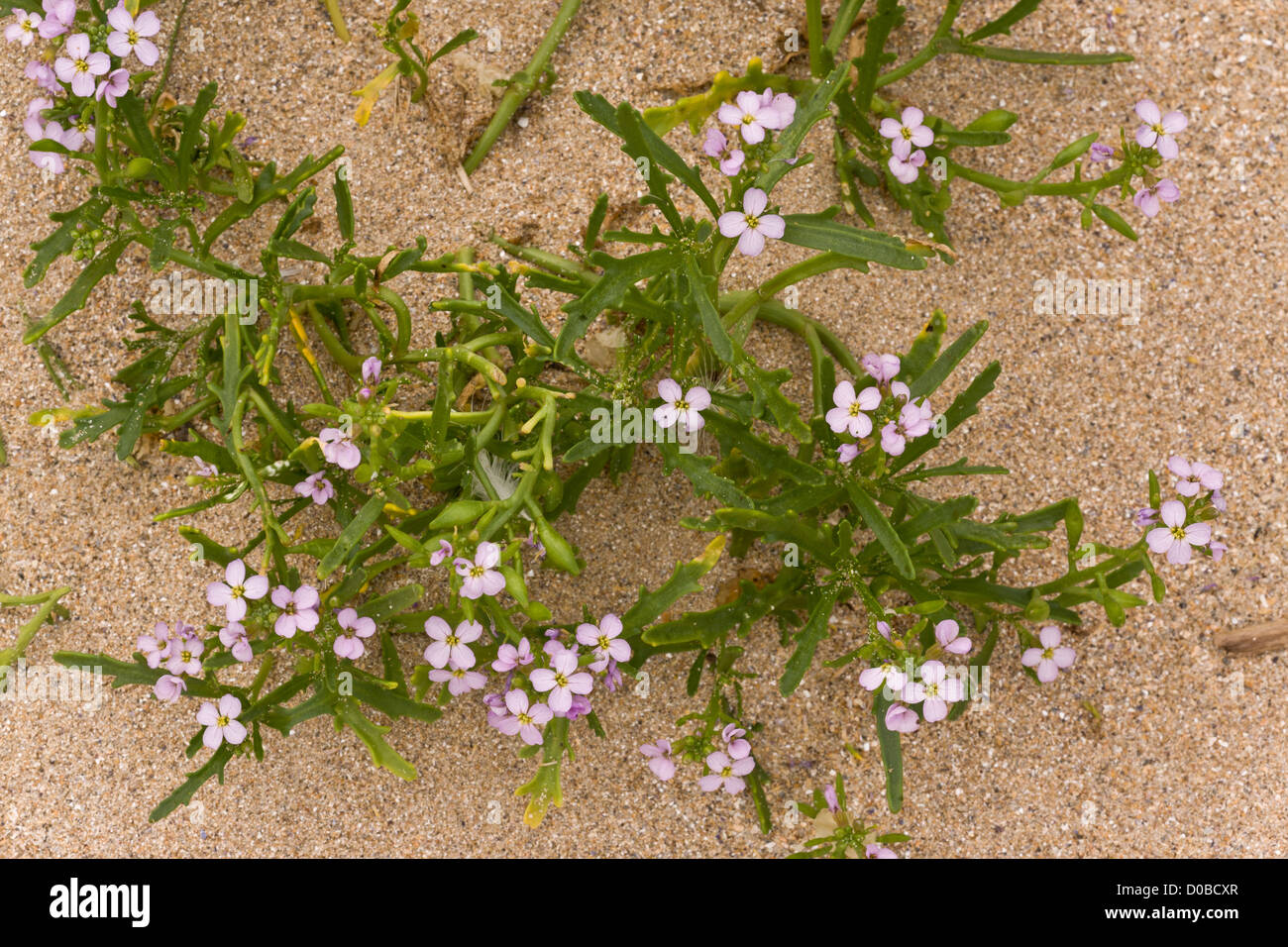 European Searocket (Cakile maritima ssp. integrifolia), in flower and fruit, on sand dunes. Stock Photo
