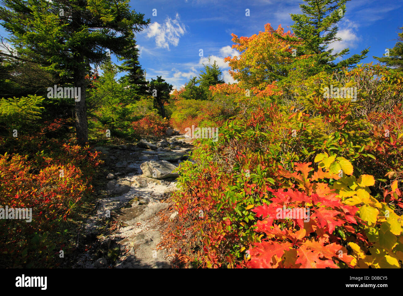 South Prong Trail, Flat Rock and Roaring Plains, Dolly Sods, Dry Creek, West Virginia, USA Stock Photo