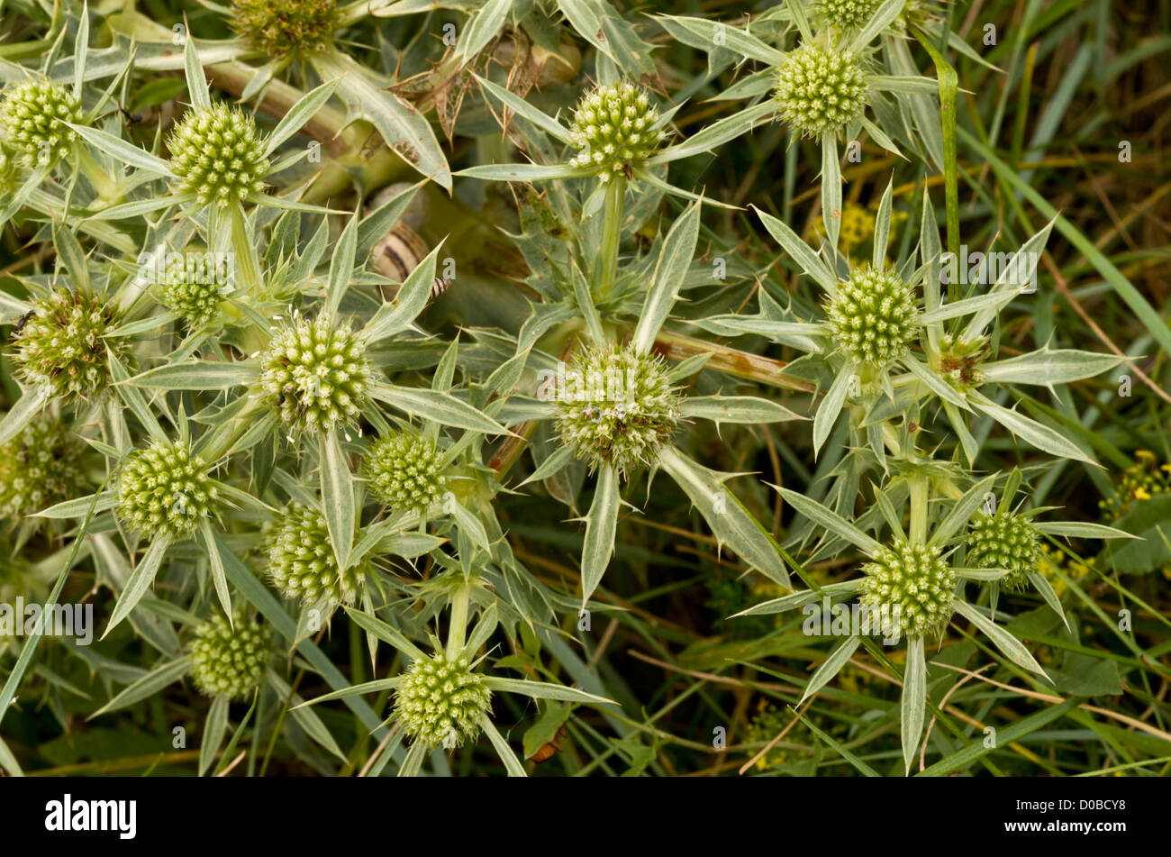 Field Eryngo (Eryngium campestre) in flower, close-up. Very rare in UK. Stock Photo