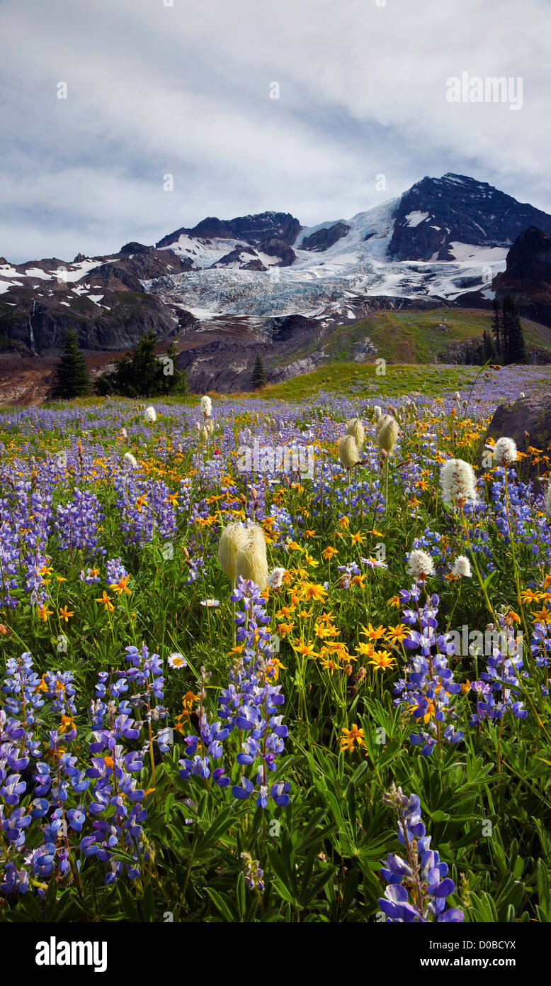 Wildflowers blooming on Emerald Ridge and the Tahoma Glacier from the Wonderland Trail in Mount Rainier National Park. Stock Photo