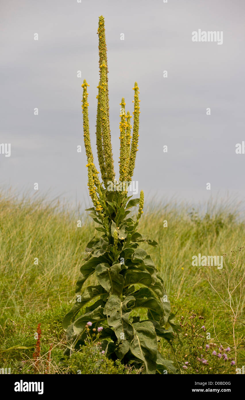 Great Mullein (Verbascum thapsus) in flower on sand dunes Stock Photo