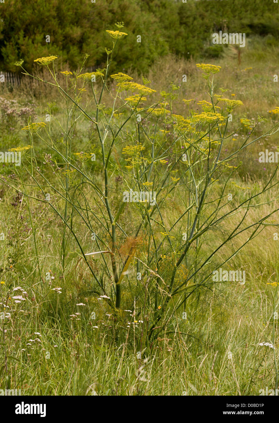 Fennel (Foeniculum vulgare); garden culinary herb, and widely naturalised in UK. Stock Photo