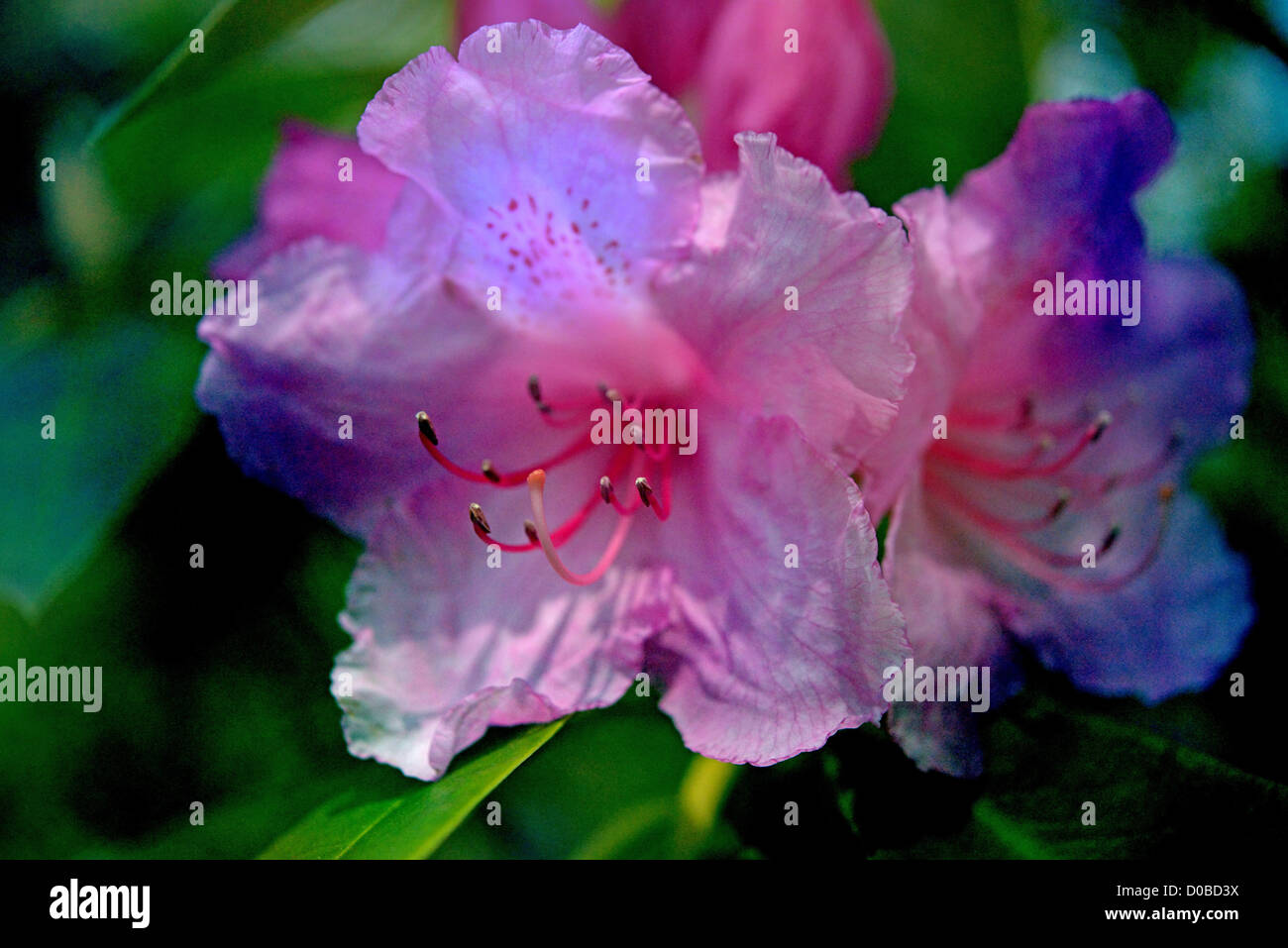 Pink Pearl Rhododendron in a Creative Composite Montage Image Stock Photo