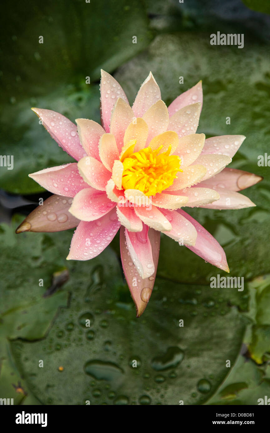 water lily, Sydney Royal Botanical garden, NSW Stock Photo Alamy
