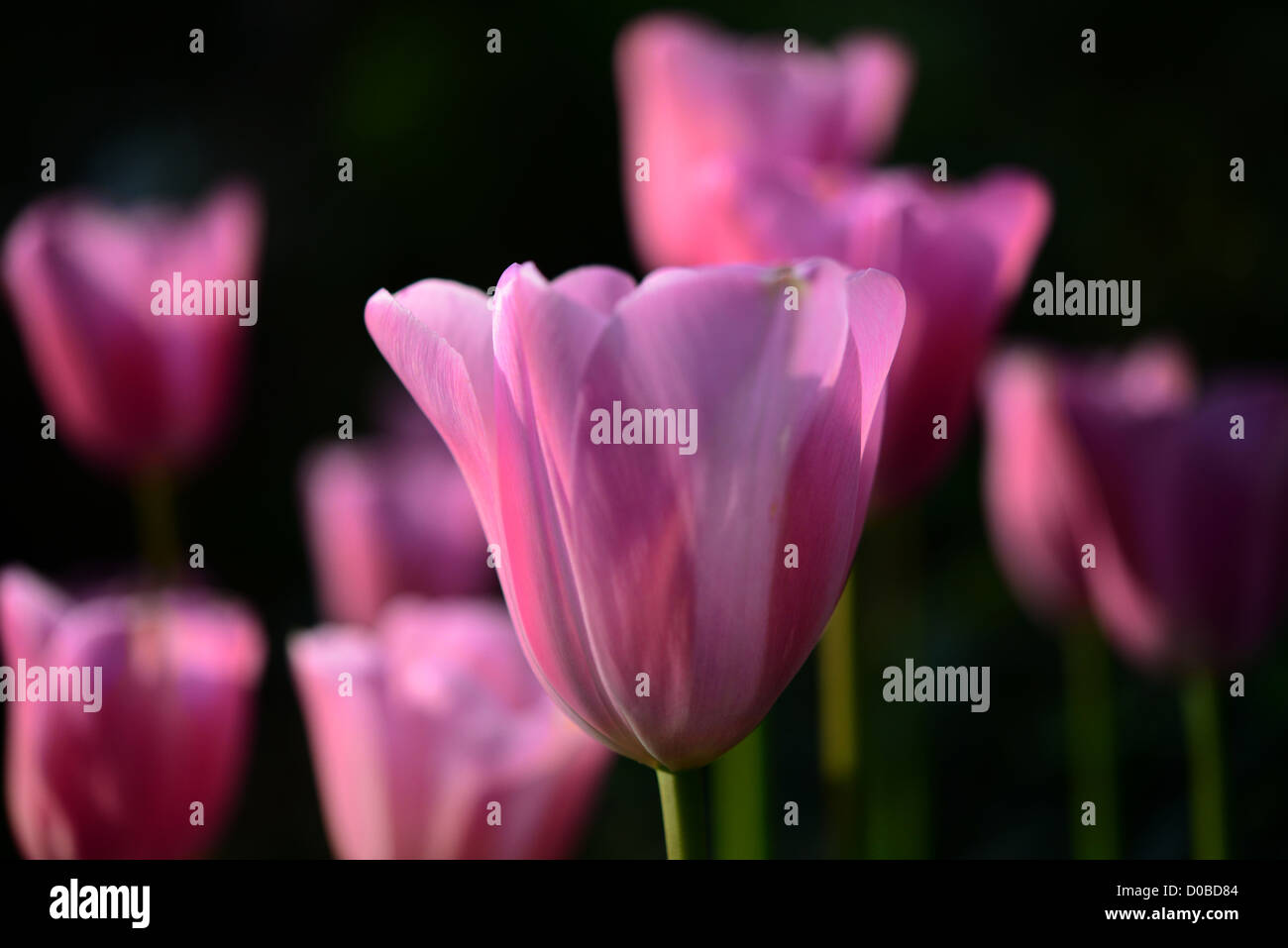 Pink Tulips Restricted Focus Image Stock Photo