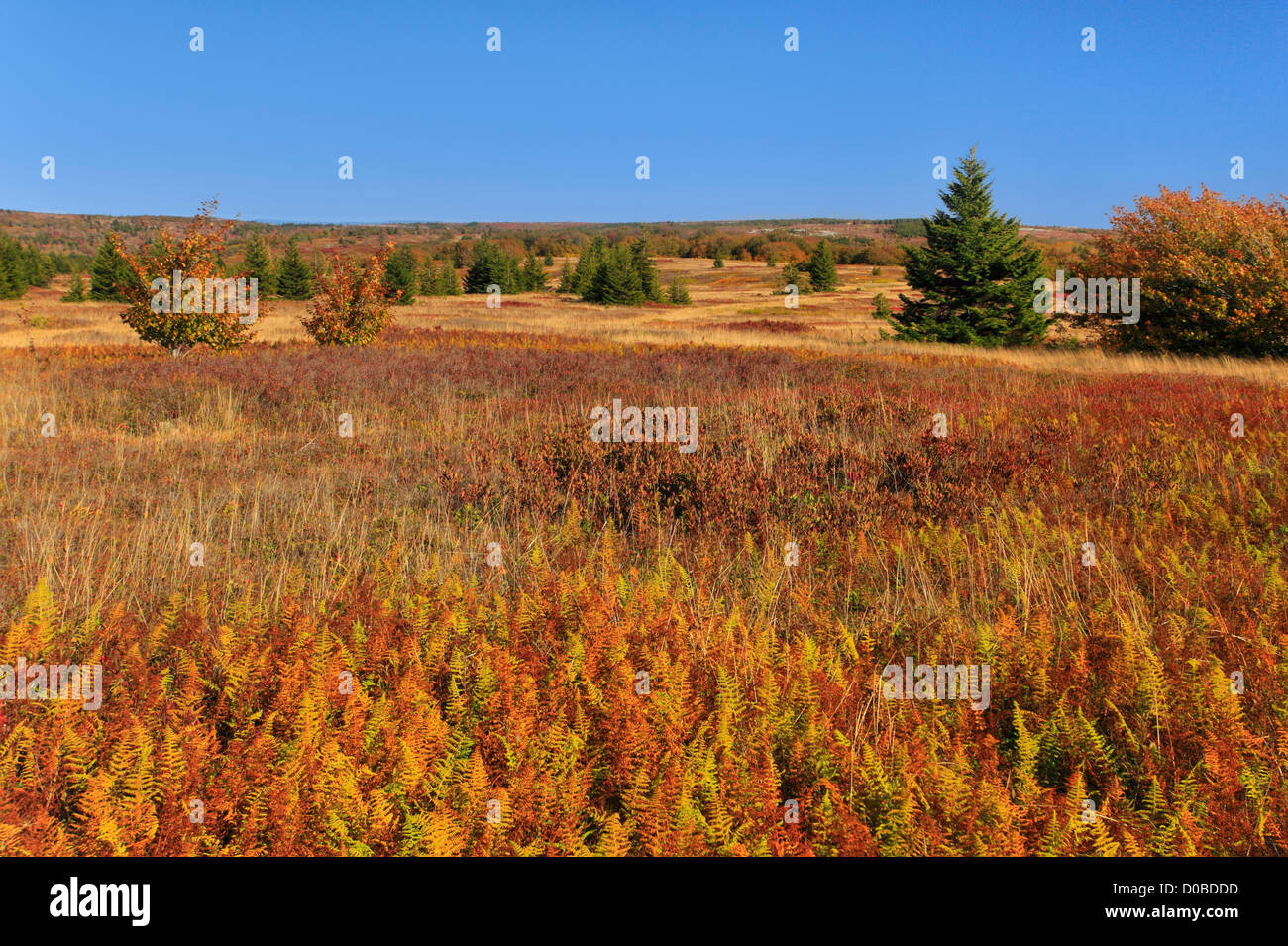 Raven Ridge Trail Beaver trail hi-res stock photography and images - Alamy