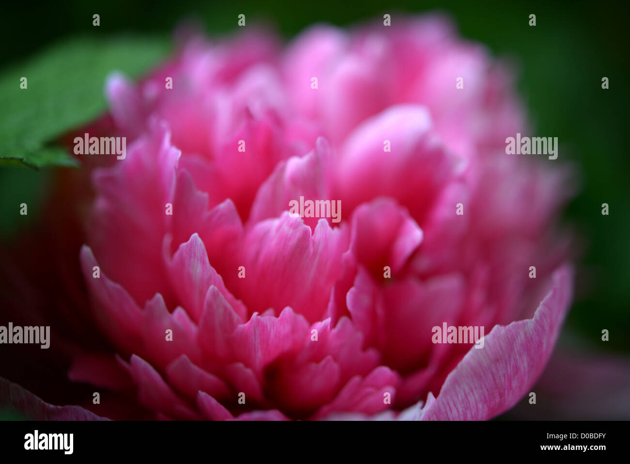 Pink Paeony in a restricted focus image Stock Photo