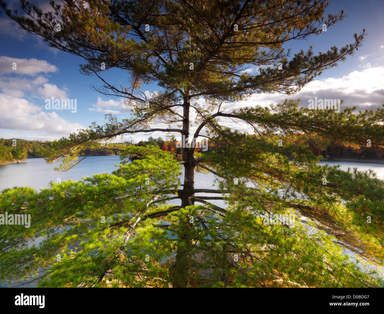 Big old Pitch Pine tree on a shore of lake George, fall nature scenery, Killarney, Ontario, Canada. Stock Photo