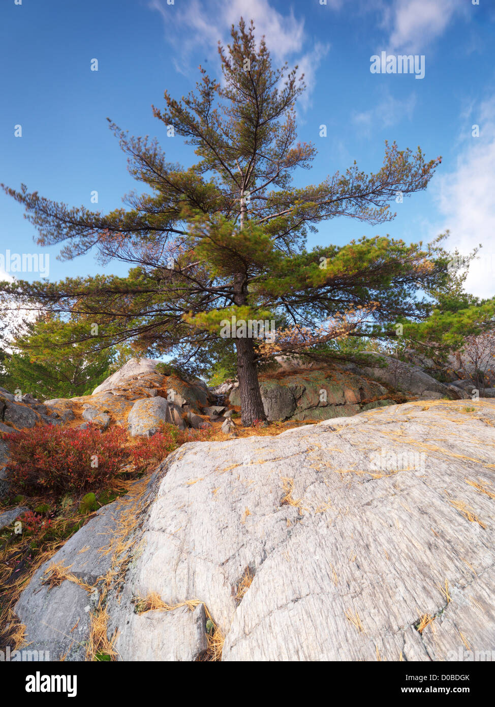 Big old Pitch Pine tree growing among rocks. Killarney, Ontario, Canada. Stock Photo