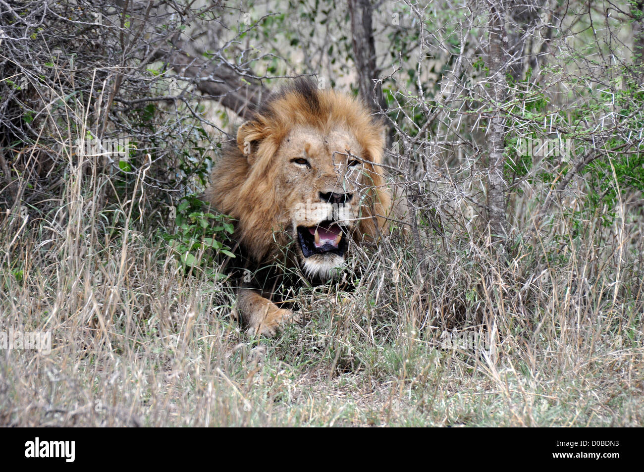 Lion in the bushes Stock Photo - Alamy