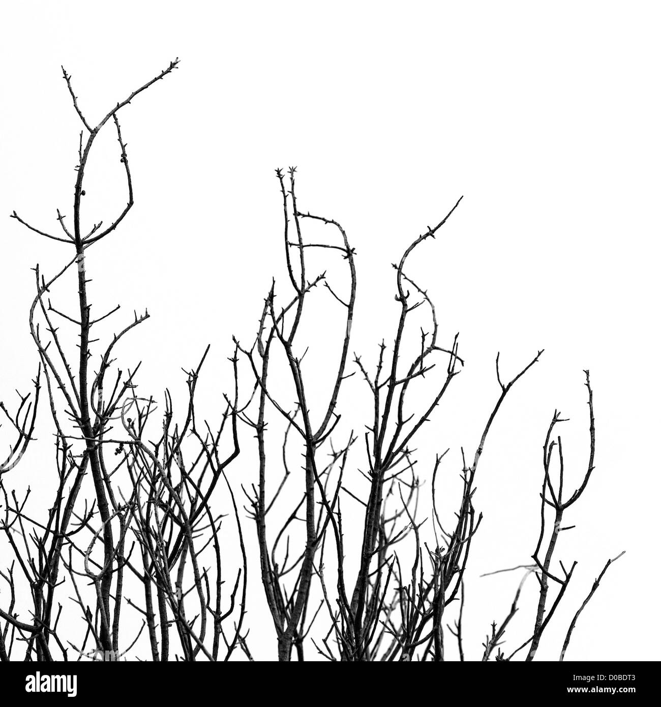 Leafless tree branches against a white background. Black and white. Stock Photo