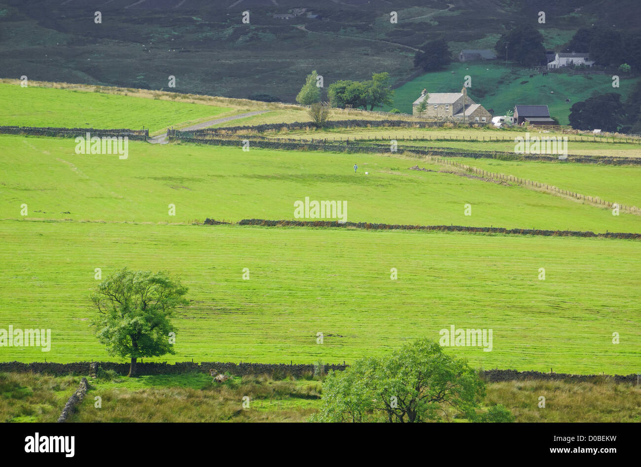 A farm and homes in a rural setting in Northumberland on a sunny day Stock Photo Alamy
