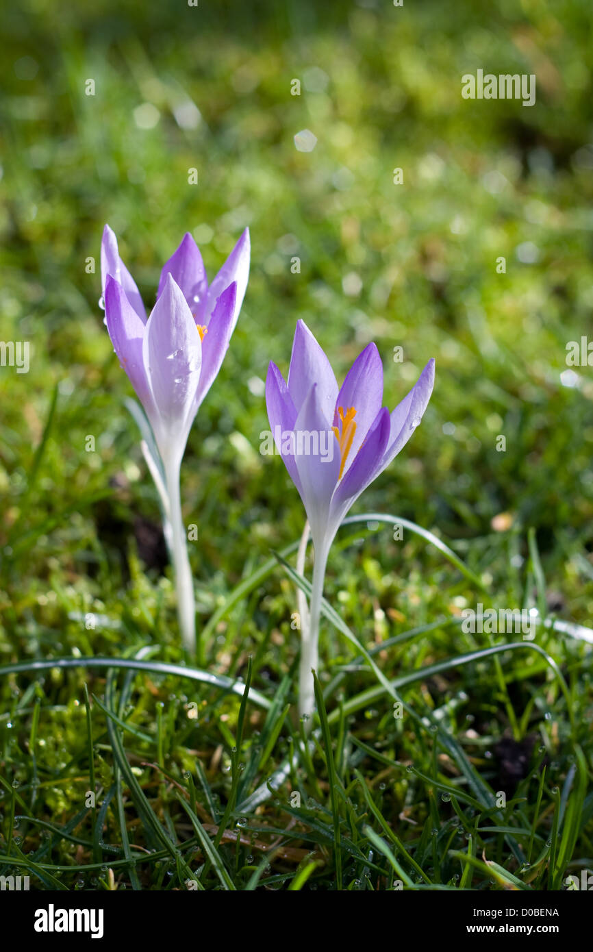 Dutch spring crocus flowers Stock Photo - Alamy