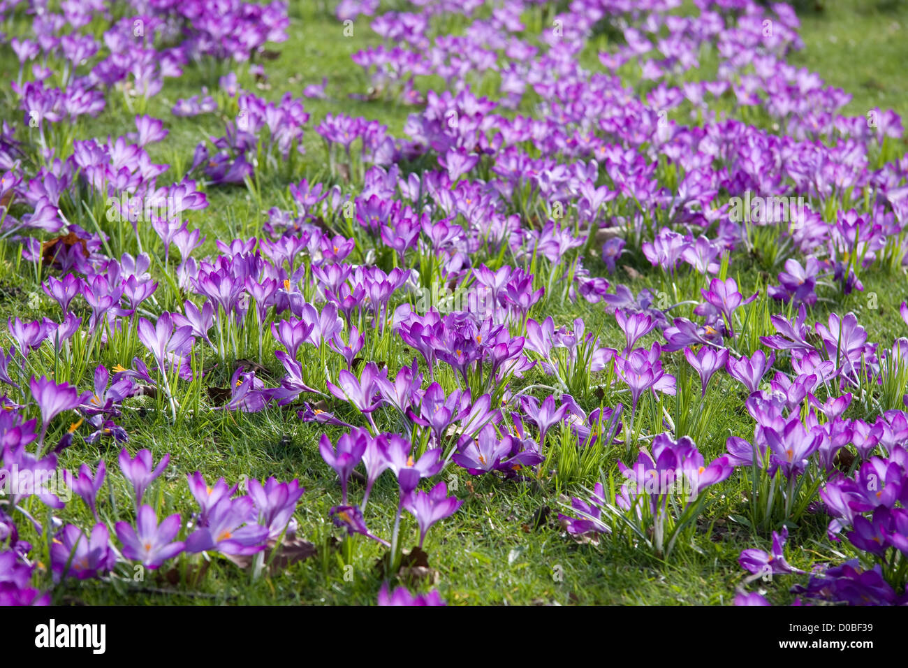 A lot of Dutch spring crocus flowers Stock Photo - Alamy