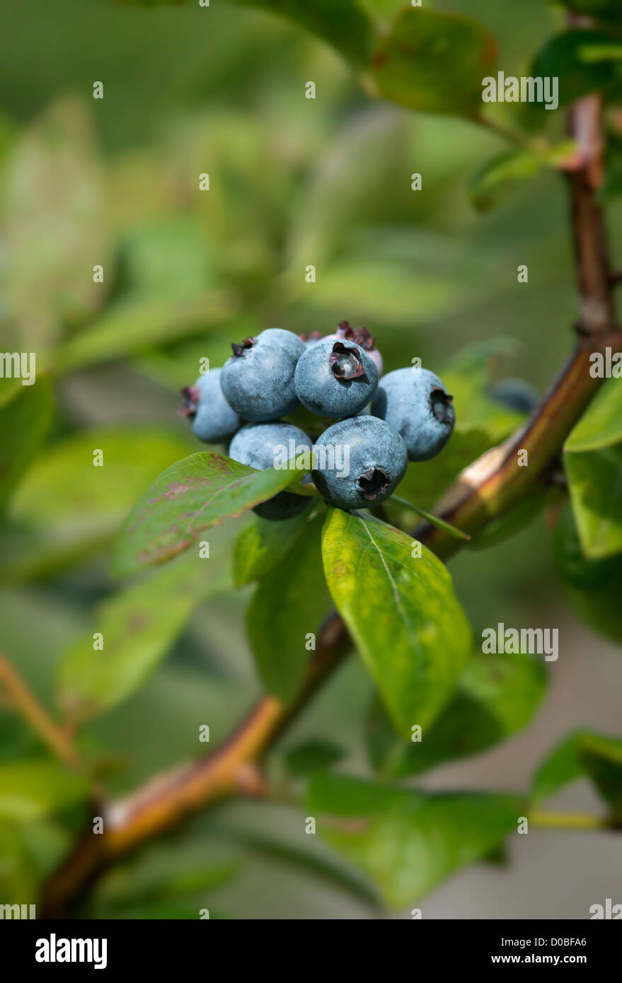 Blueberry bush, New Jersey, USA Stock Photo Alamy