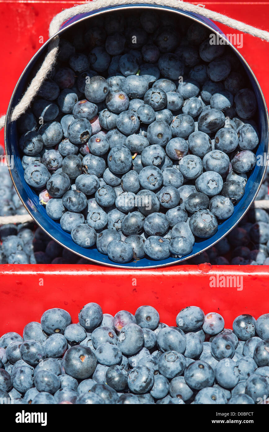 Blueberry bush, New Jersey, USA Stock Photo Alamy
