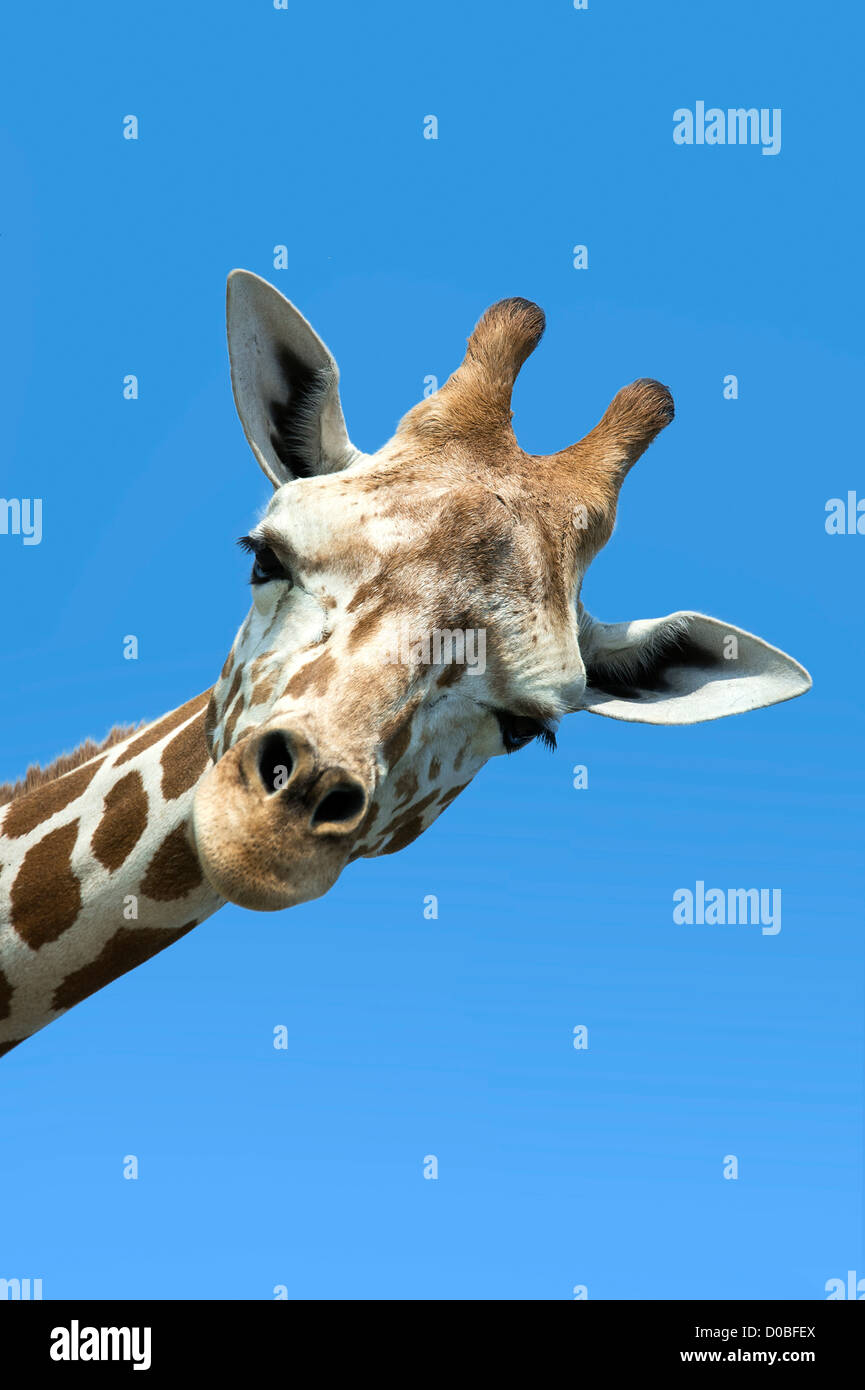 Giraffe portrait, Giraffa camelopardalis tippelskirchi Stock Photo