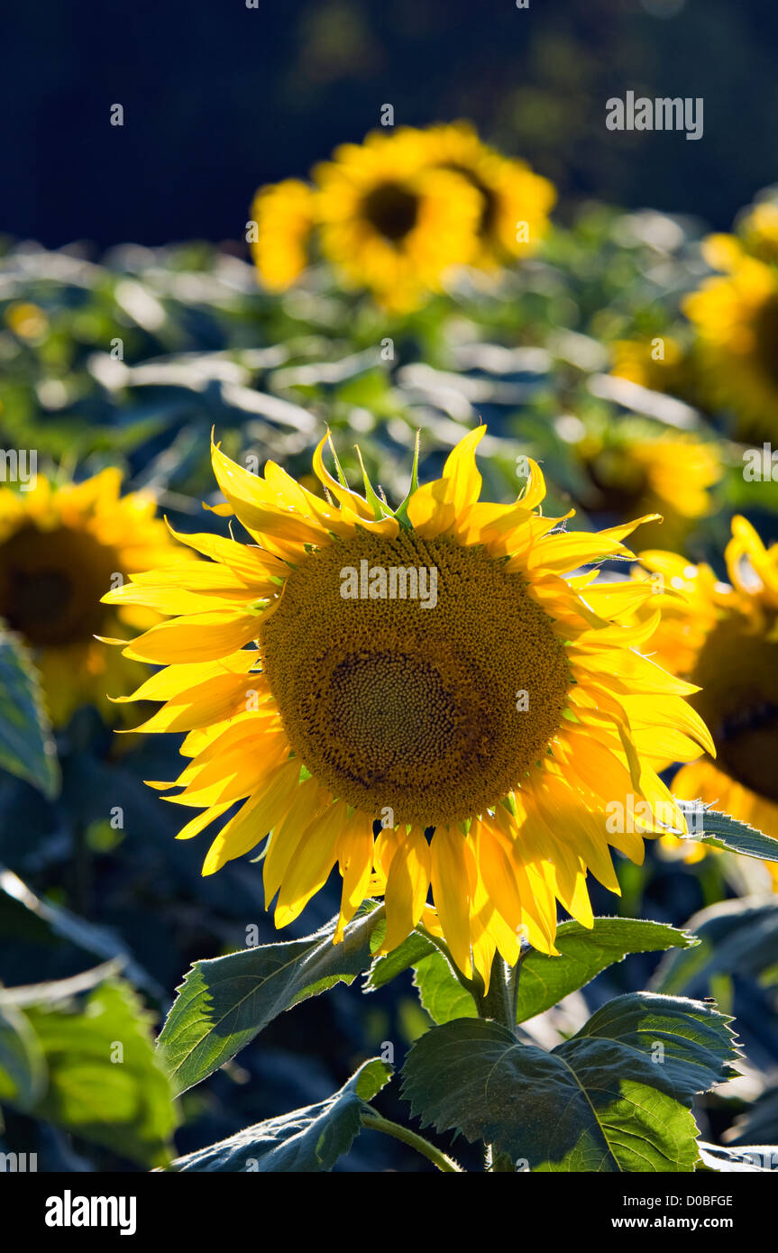 Sunflowers in Field in Starlight, Indiana Stock Photo
