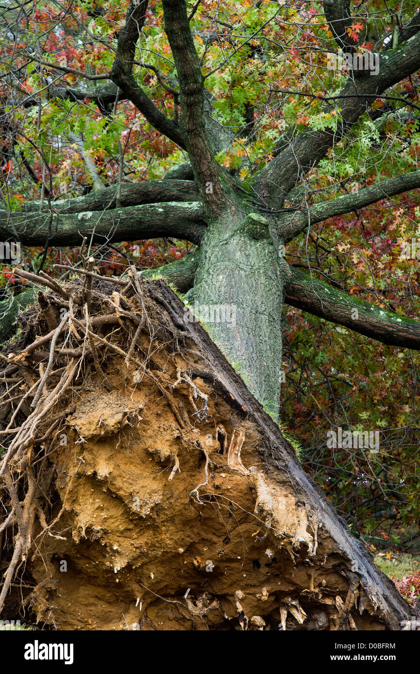 Hurricane Sandy tree damage, Moorestown, New Jersey, USA Stock Photo
