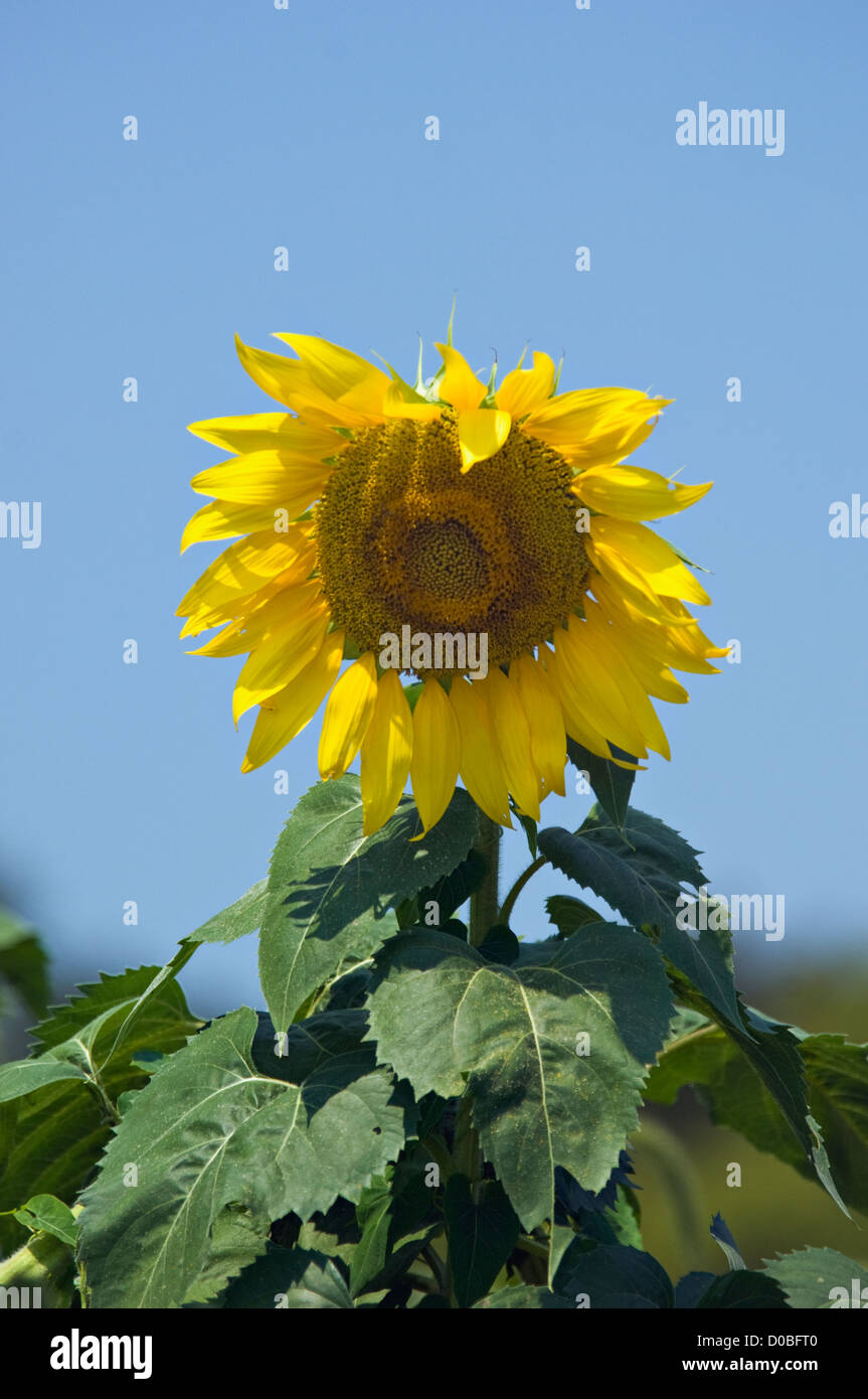 Sunflower in Field in Starlight, Indiana Stock Photo Alamy