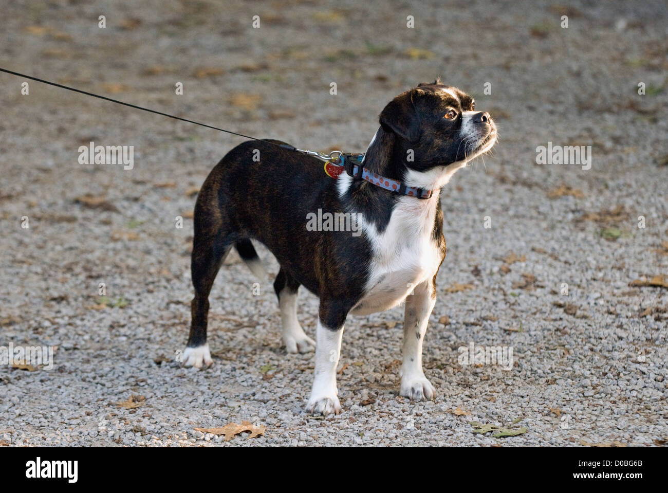 Boston Terrier Beagle Mixed Breed Dog on Adjustable Leash Stock Photo