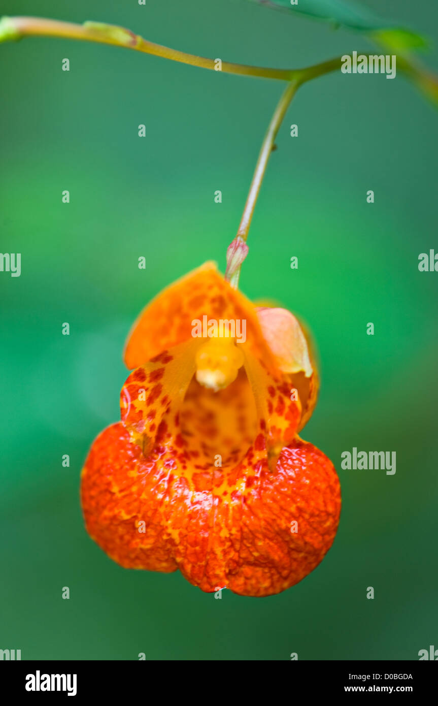 Orange Jewelweed Stock Photo