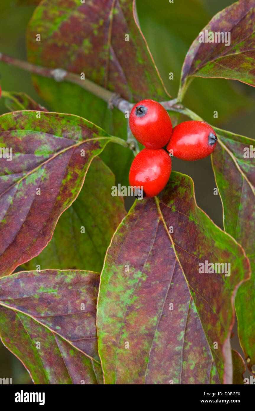 Close-up of Red Berries on Flowering Dogwood Stock Photo