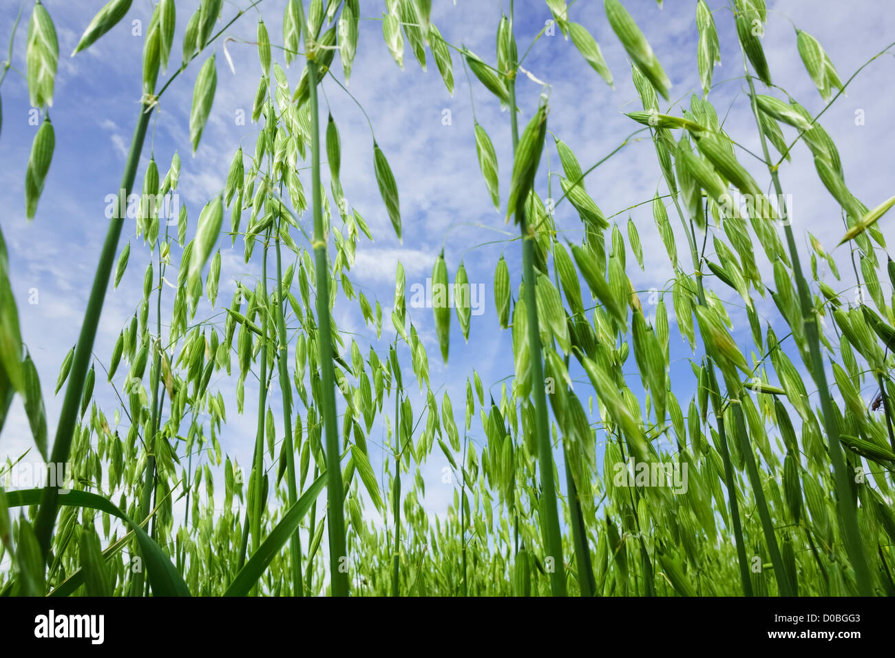 Cereal crop. Low angle photo of oats growing in a field. Stock Photo