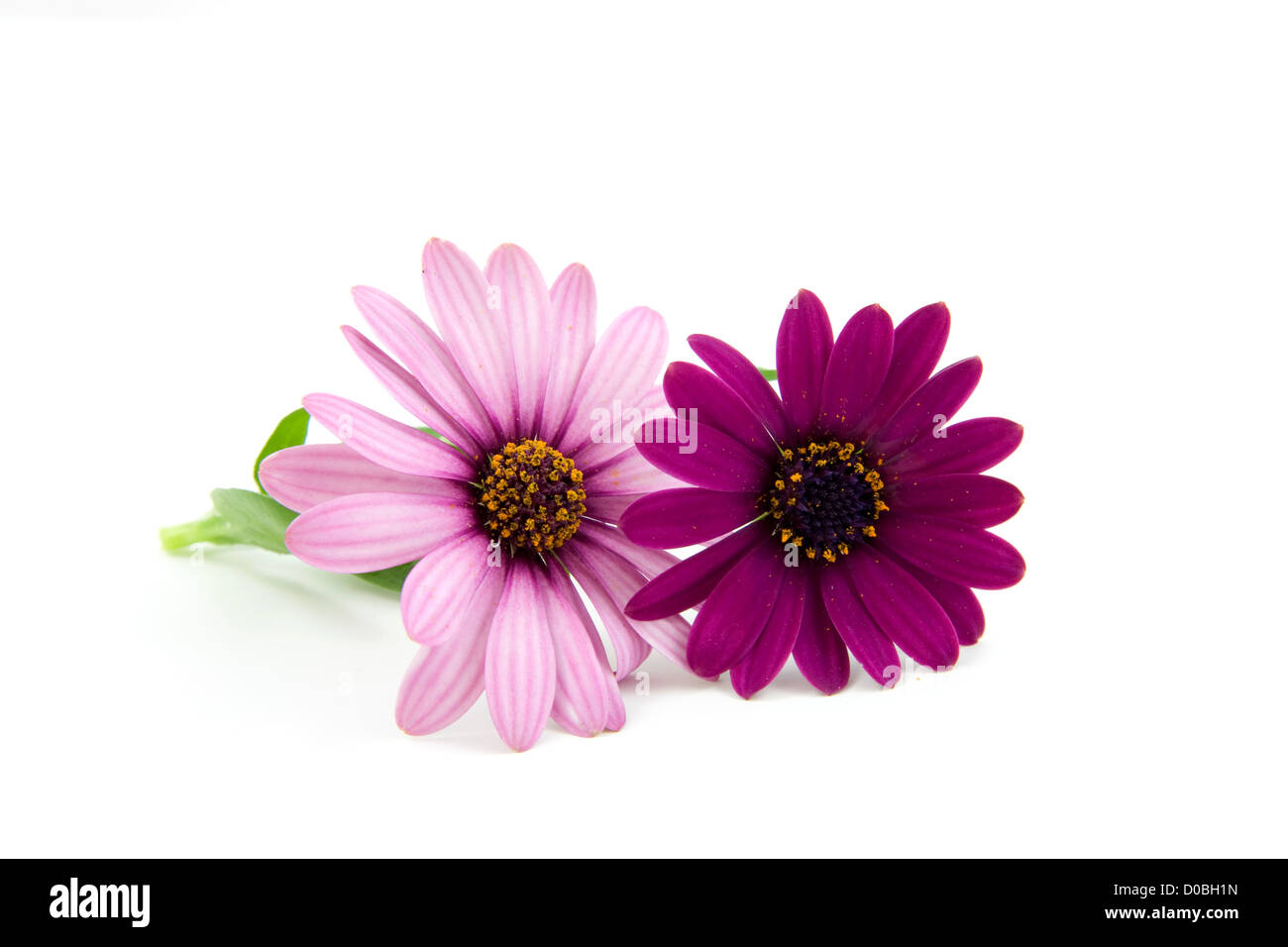 pink daisy isolated on white background Stock Photo - Alamy