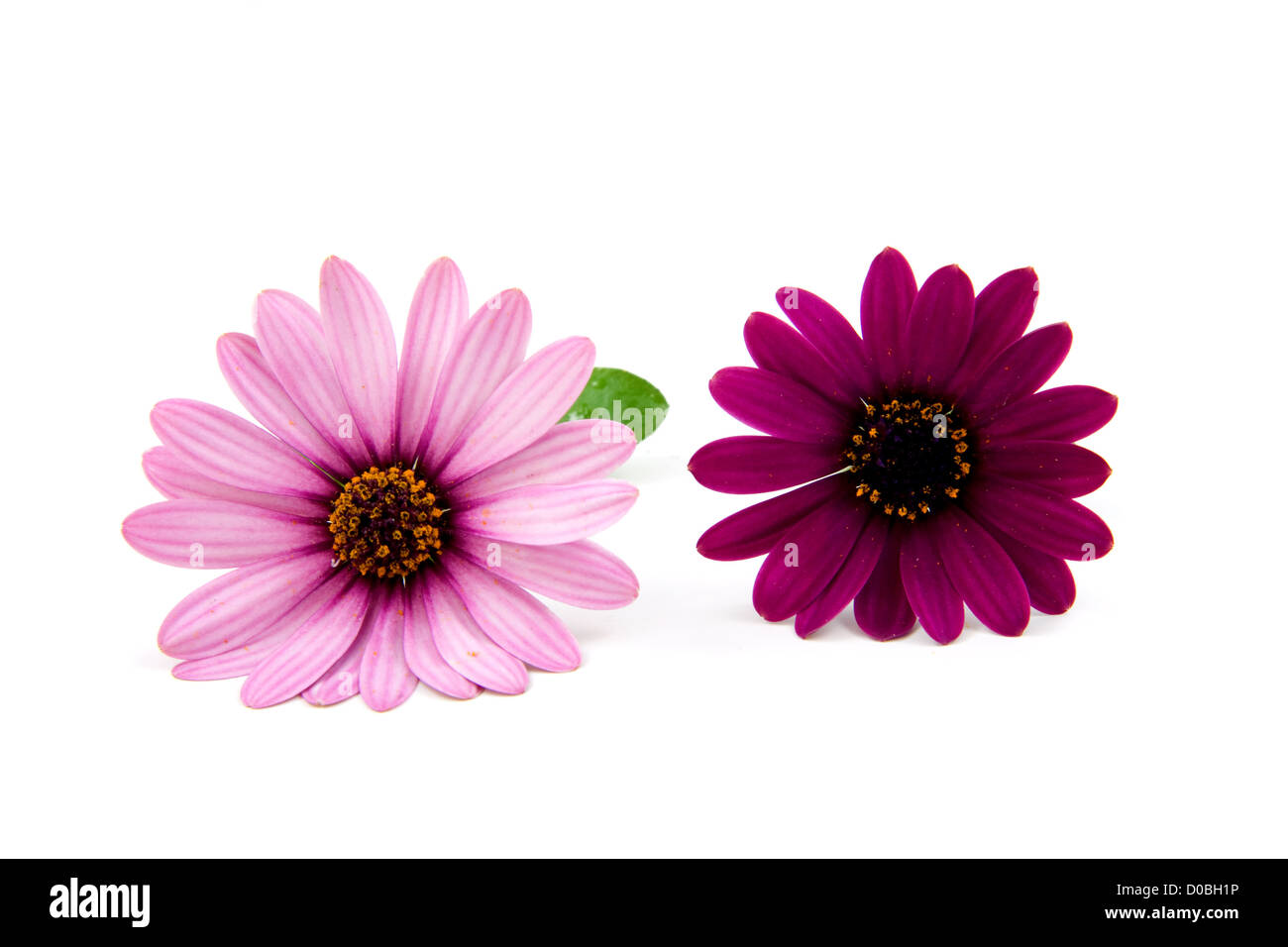 pink daisy isolated on white background Stock Photo - Alamy