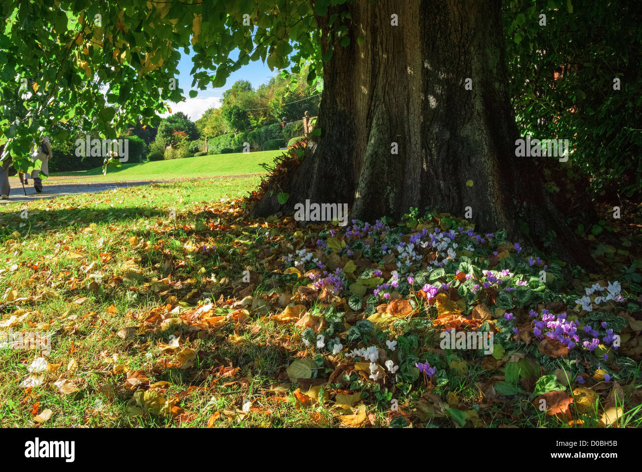 An ancient tree with delicate flowers in it's shadows Stock Photo