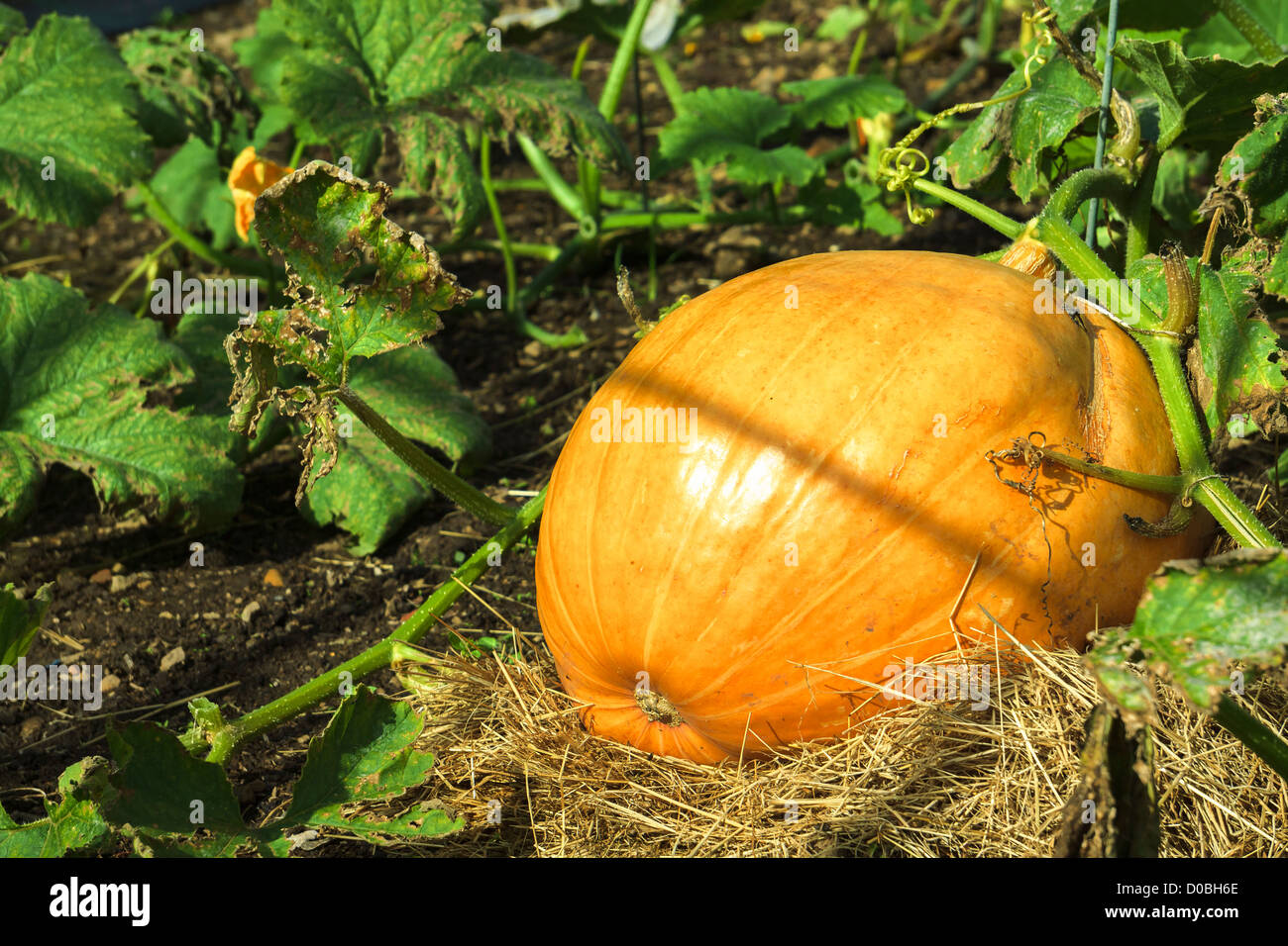 A large pumpkin in a vegetable garden on a sunny day Stock Photo - Alamy
