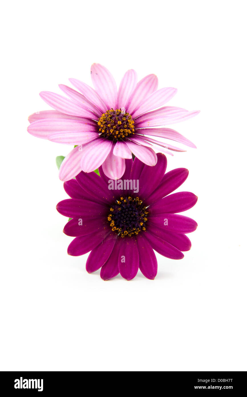 pink daisy isolated on white background Stock Photo - Alamy
