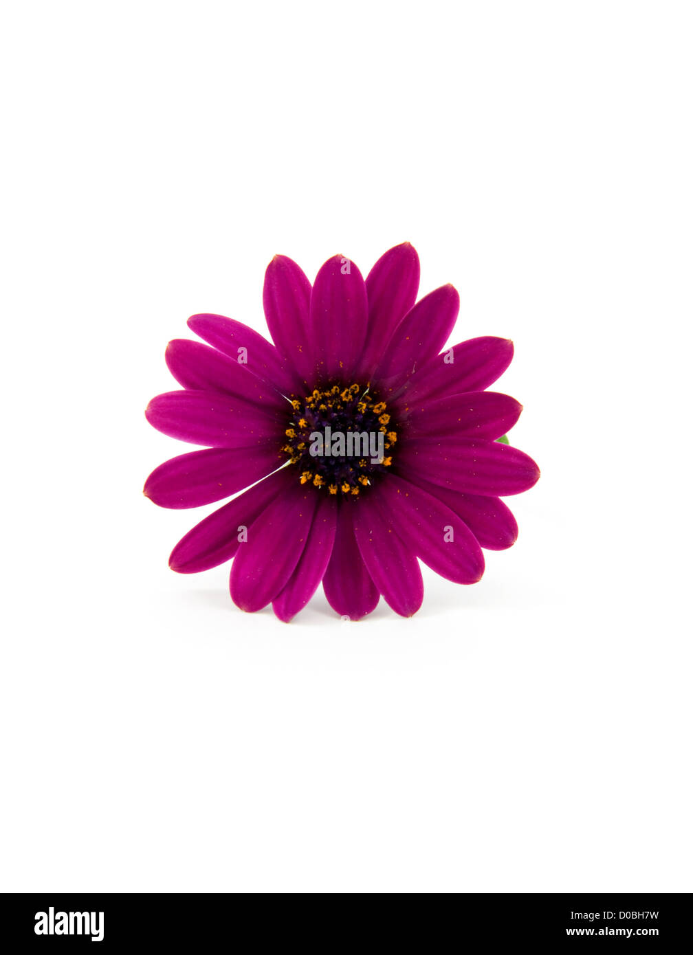pink daisy isolated on white background Stock Photo - Alamy