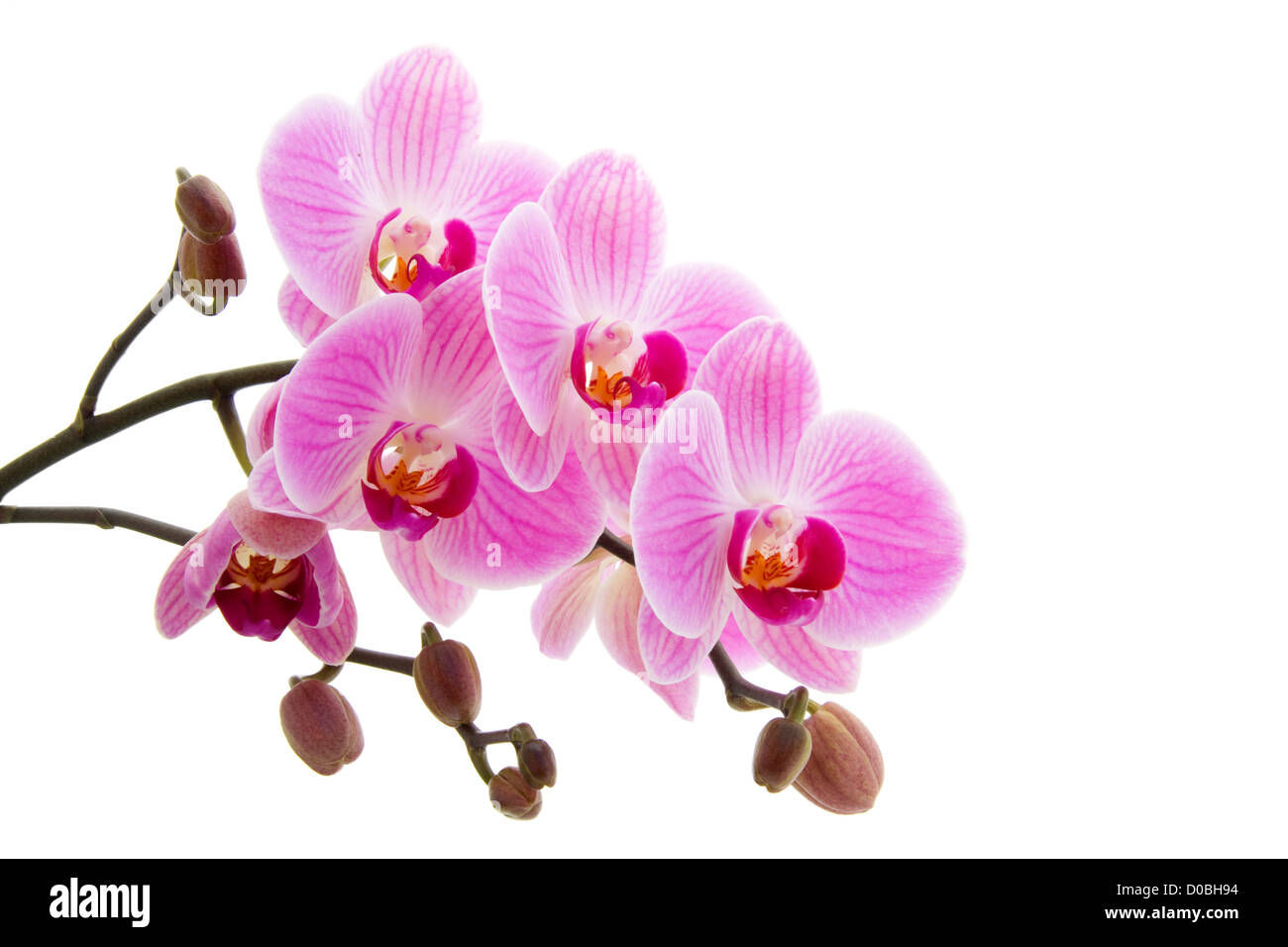 Pink orchid isolated on white background Stock Photo - Alamy