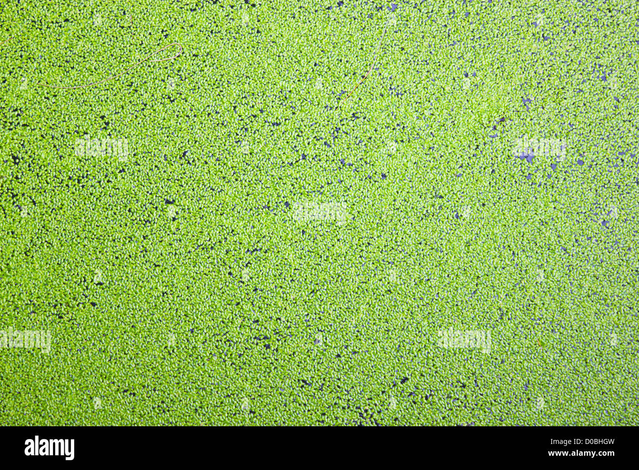 Green duckweed on water as background. Stock Photo