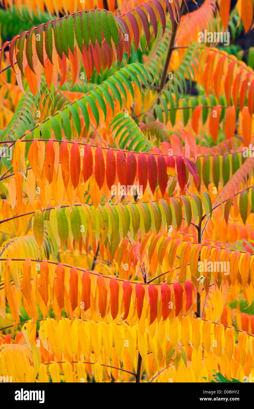 Sumac Leaves Changing Color in Autun in the Great Smoky Mountains