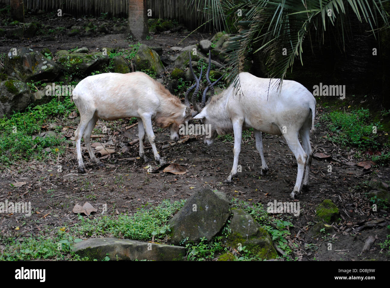 Locked horns hires stock photography and images Alamy