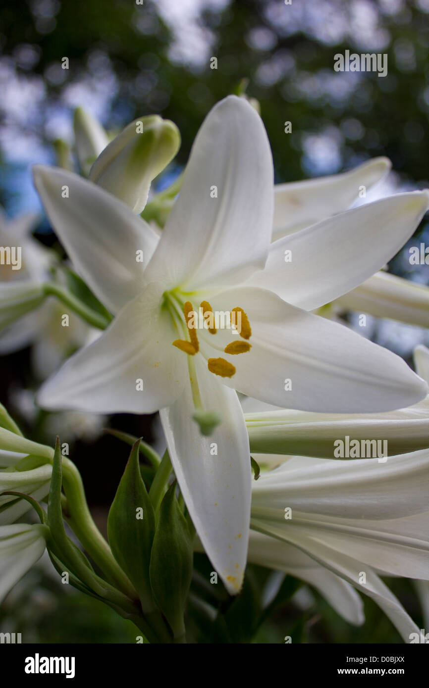 Madonna lily Stock Photo Alamy