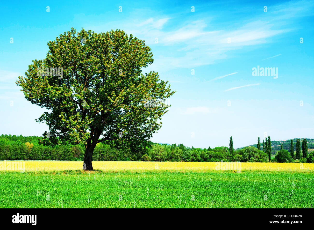 Tree in canola field hi-res stock photography and images - Alamy