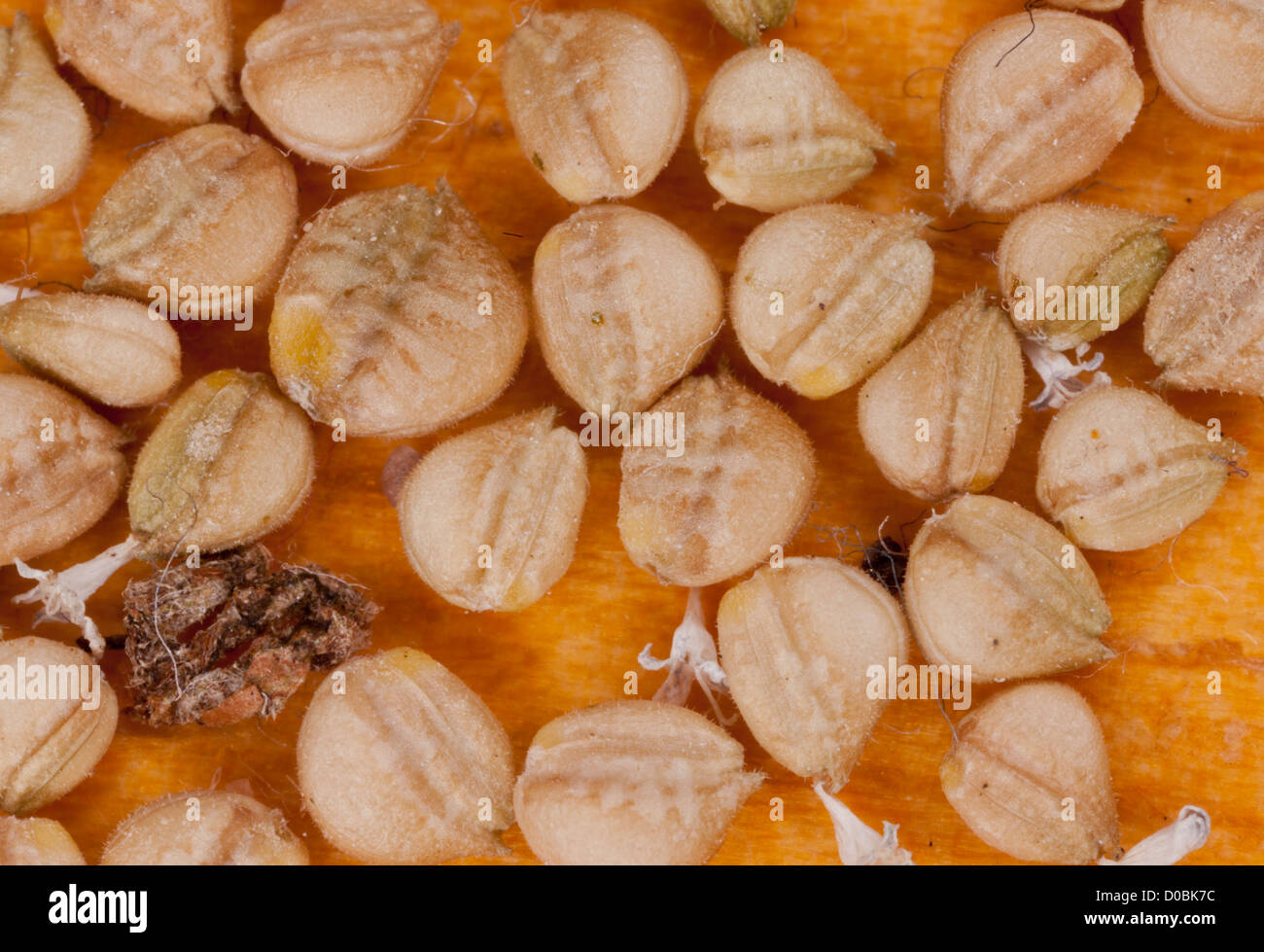 Seeds of Cornsalad or Lamb's lettuce (Valerianella locusta) close-up, enlarged. Stock Photo