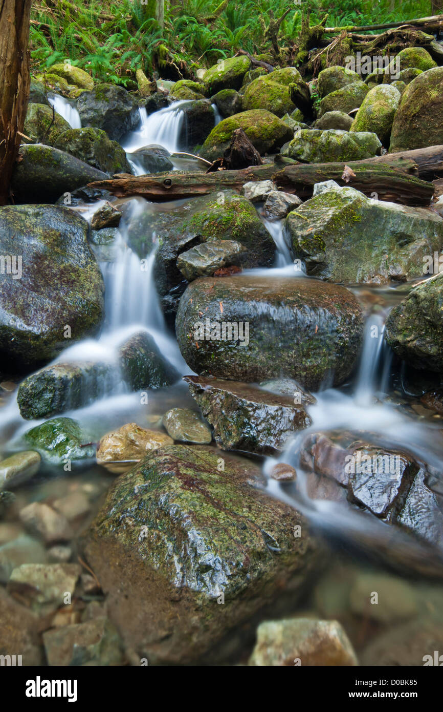 Small stream in Wallace Falls State Park, Washington, USA Stock Photo