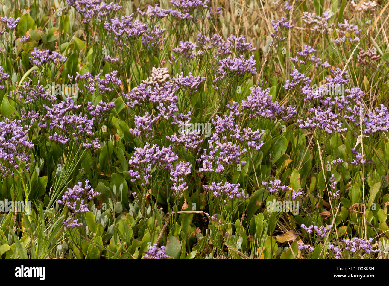 Common Sea-Lavender (Limonium vulgare) at the edge of saltmarsh, Hampshire, England, UK Stock Photo