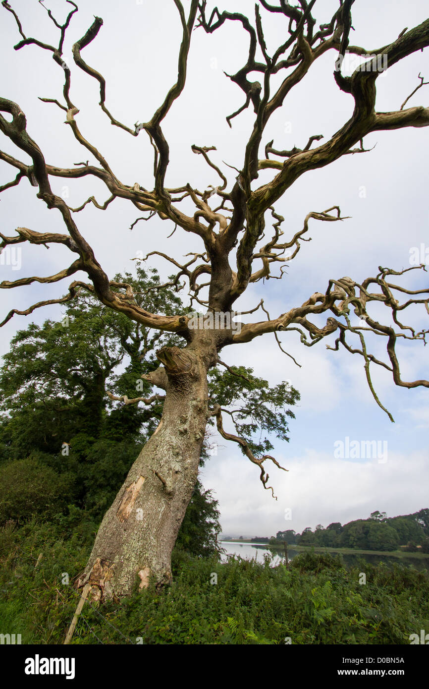 Ash tree branches hires stock photography and images Alamy