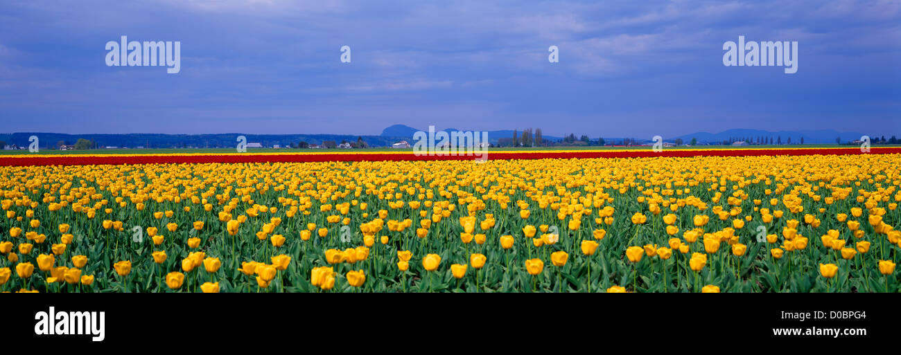 La Conner, Washington State, WA, USA Tulips blooming in Field at