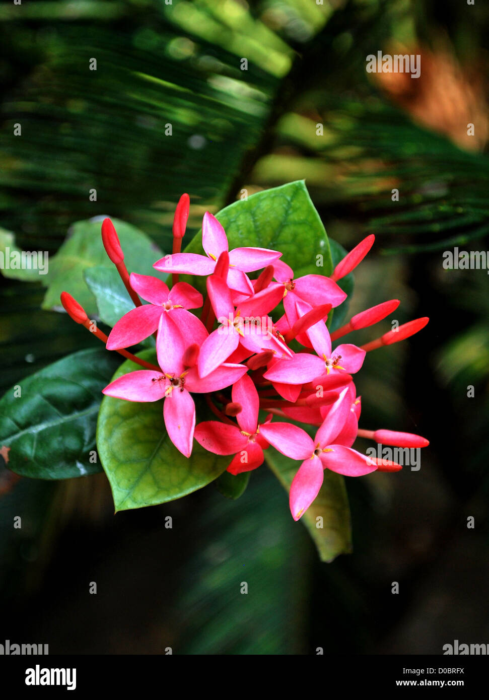 Chethi ixora hires stock photography and images Alamy